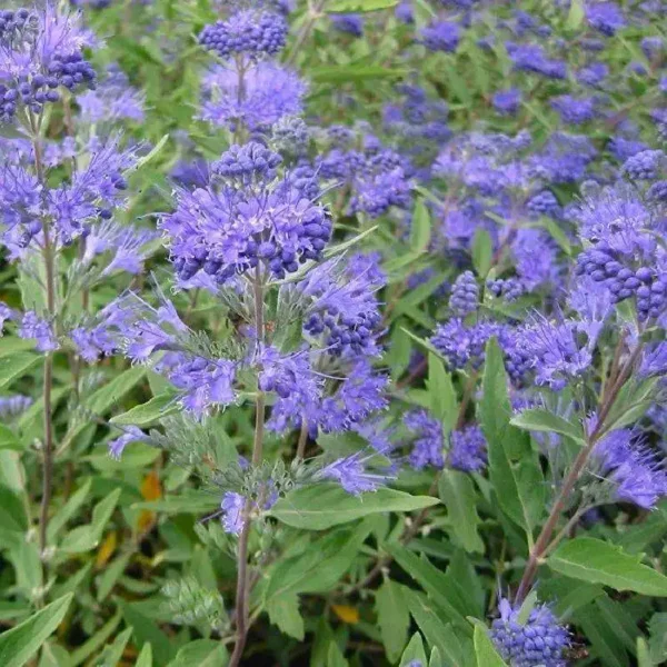 Barbă Caryopteris x clandonensis 'Kew Blue' - Ghiveci 3L - imagine 4