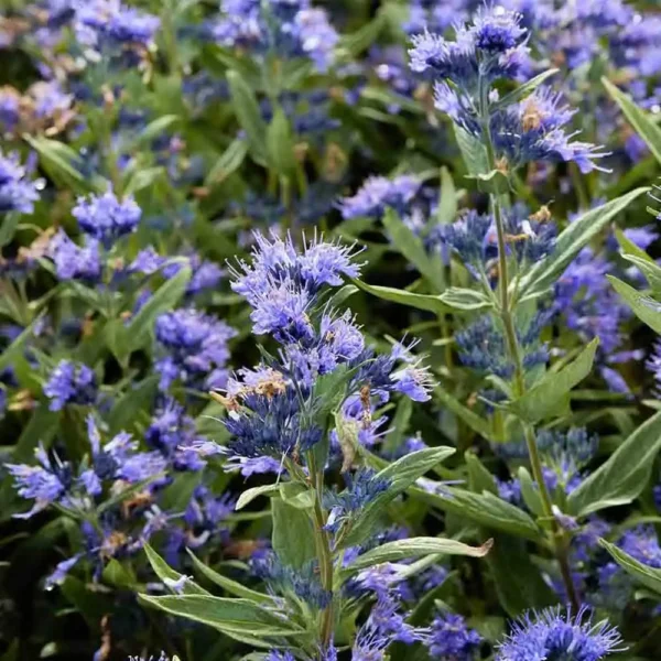 Barbă Caryopteris x clandonensis 'Kew Blue' - Ghiveci 3L - imagine 3