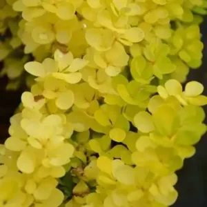 Dracila - Indian Summer ghiveci 0,7L