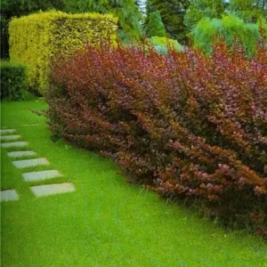 Dracila rosie - Berberis Superba ghiveci 0,7L