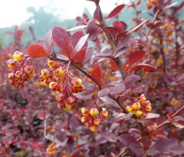 Dracila rosie - Berberis Superba ghiveci 0,7L - imagine 2