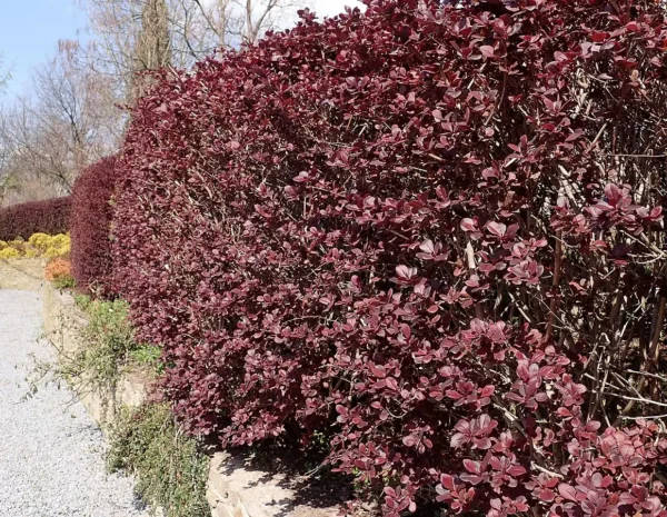 Dracila rosie - Berberis Superba ghiveci 0,7L - imagine 3