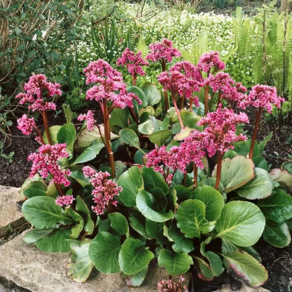 Bergenia cordifolia 'Fire and Ice' ghiveci 3L