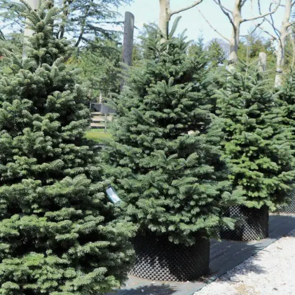 Brad Abies nordmanniana - Ghiveci 3L - imagine 2