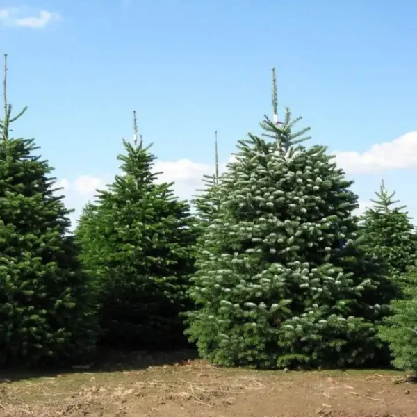 Brad Abies nordmanniana - Ghiveci 3L - imagine 4