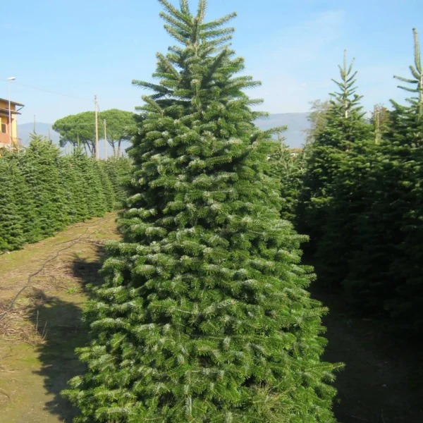 Brad Abies nordmanniana - Ghiveci 3L - imagine 3