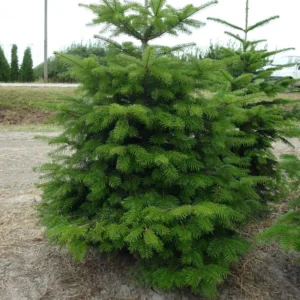Brad Abies nordmanniana - Ghiveci 3L