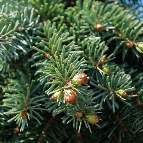 Brad Abies nordmanniana - Ghiveci 3L - imagine 5
