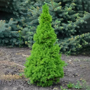 Brad Picea glauca 'Conica' - Ghiveci 3L