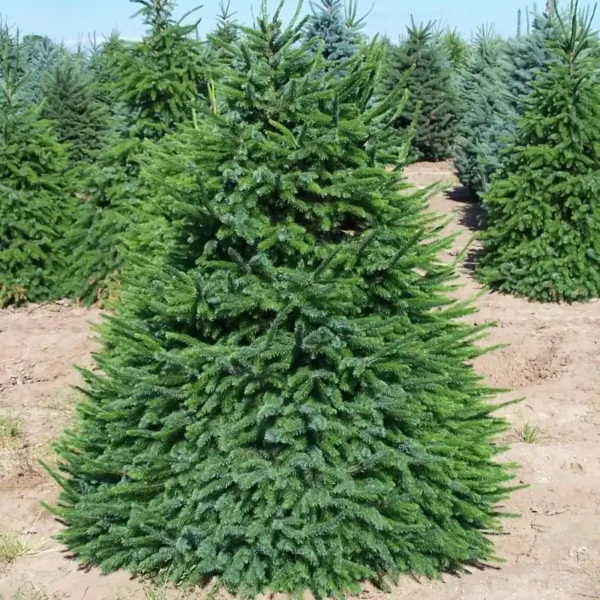 Brad Picea glauca 'Conica' - Ghiveci 3L