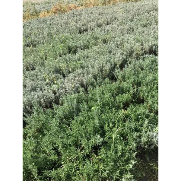 Lavanda 'Angustifolia Sevtopolis' 40cm - imagine 2