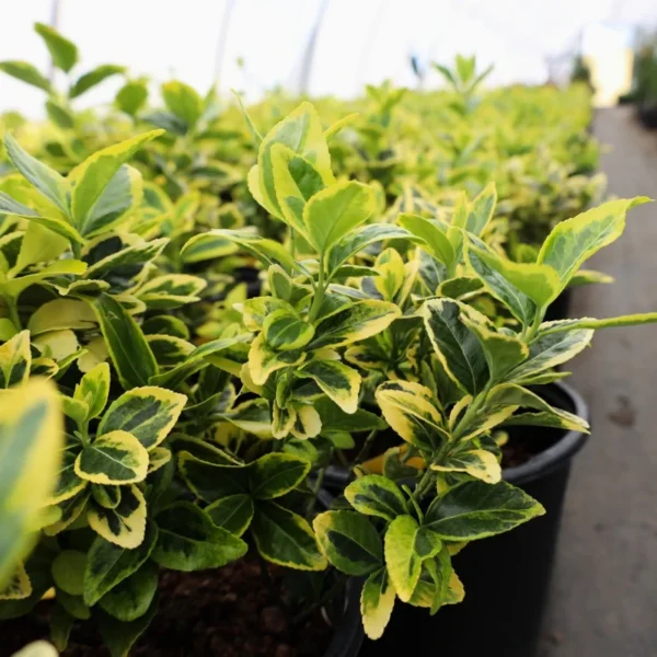Buxus sempervirens 'Aureovariegata' 15-20 cm - Ghiveci 0.7L - imagine 2