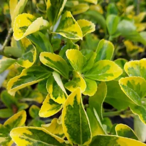Buxus sempervirens 'Aureovariegata' 15-20 cm - Ghiveci 0.7L