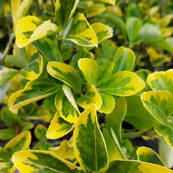 Buxus sempervirens 'Aureovariegata' 15-20 cm - Ghiveci 0.7L
