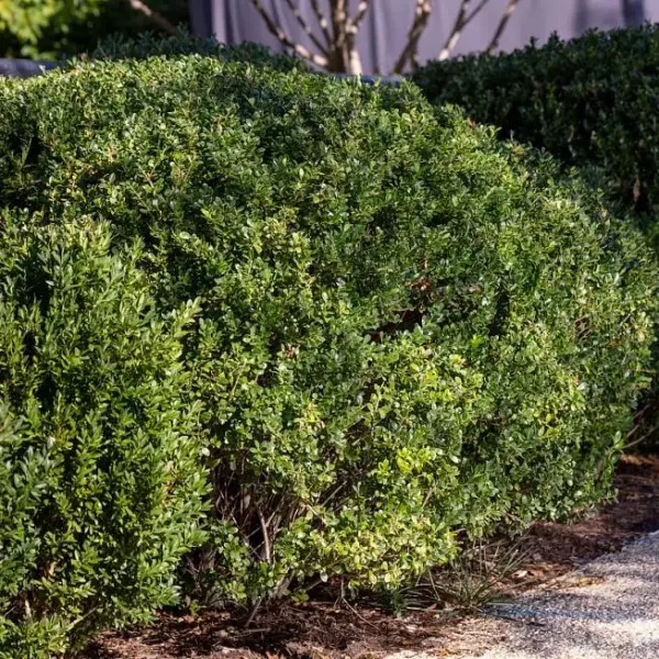 Buxus sempervirens ghiveci 0,7L
