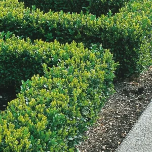 Buxus sempervirens ghiveci 3L