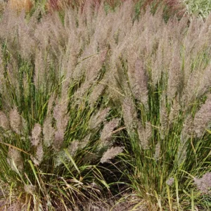 Iarba de stuf coreeana Calamagrostis ghiveci 3L