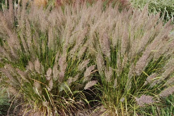 Iarba de stuf coreeana Calamagrostis ghiveci 3L