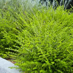 Caprifoi tarator verde ghiveci 3L