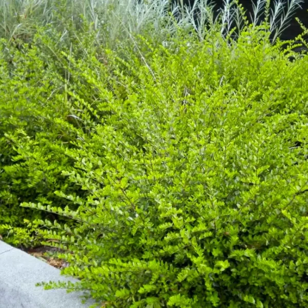 Caprifoi tarator verde ghiveci 3L