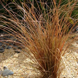 Iarba Bronze Perfection - Ghiveci 3L