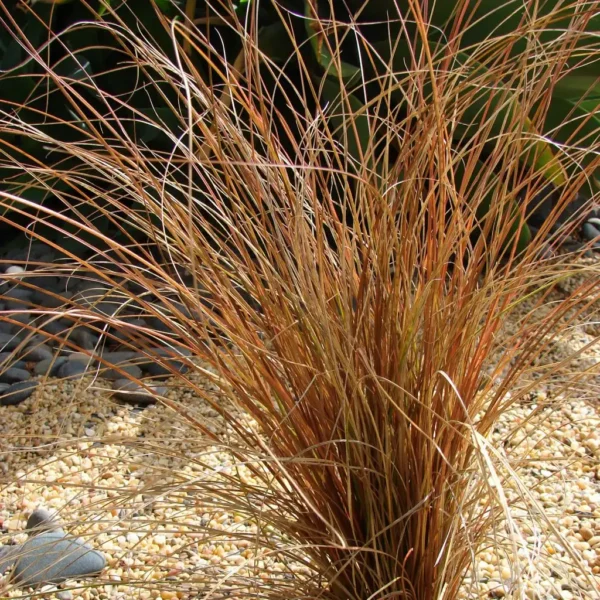 Iarba Bronze Perfection - Ghiveci 3L
