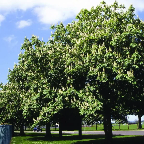 Castan-Aesculus hippocastanum ghiveci 3L - imagine 3