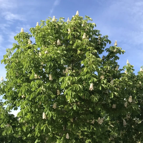 Castan-Aesculus hippocastanum ghiveci 3L - imagine 4