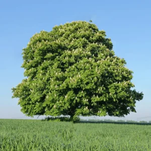 Castan-Aesculus hippocastanum ghiveci 3L