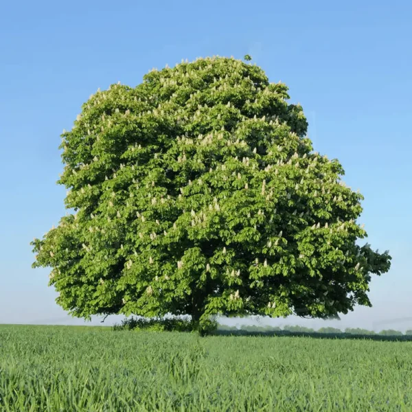 Castan-Aesculus hippocastanum ghiveci 3L