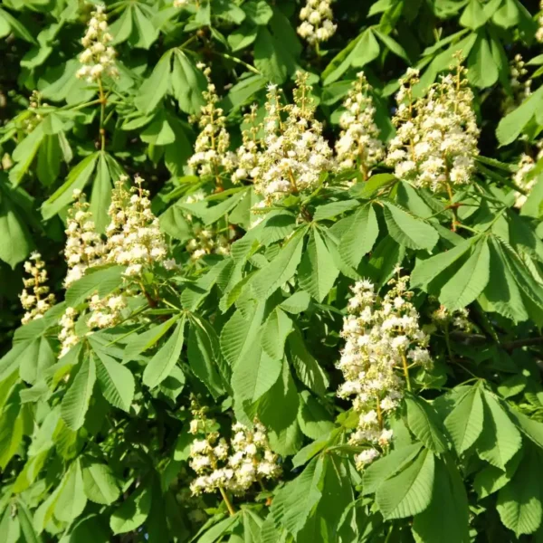 Castan-Aesculus hippocastanum ghiveci 3L - imagine 5
