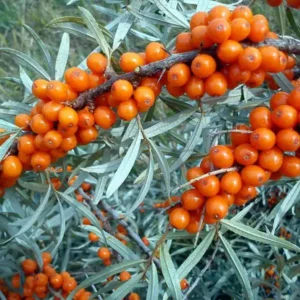 Catina portocalie ghiveci 0,7L