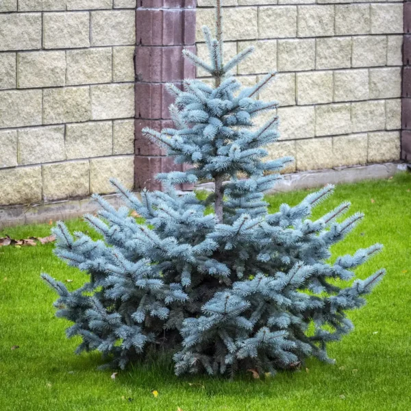 Chiparos Chamaecyparis pisifera 'Boulevard' ghiveci 0,7L