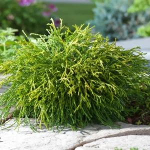 Chiparos - Chamaecyparis pisifera 'Sungold' ghiveci 3L
