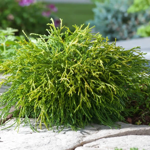 Chiparos - Chamaecyparis pisifera 'Sungold' ghiveci 3L