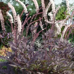 Cimicifuga simplex 'Black Negligee' ghiveci 3L