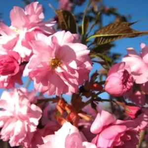 Cires japonez roz 'Prunus prunus Colorata' - Ghiveci 3L