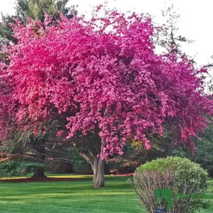 Cires japonez roz 'Prunus prunus Colorata' - Ghiveci 0,7L