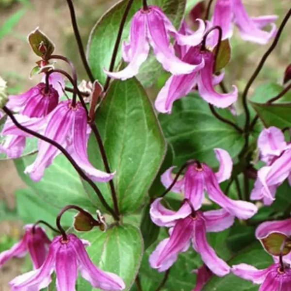Clematita integrifolia 'Hercher' - Ghiveci 3L