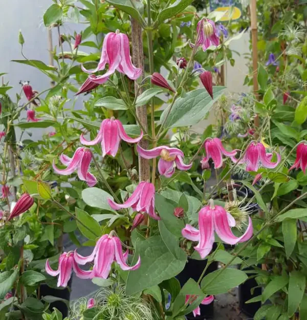 Clematita integrifolia 'Hercher' - Ghiveci 3L - imagine 2