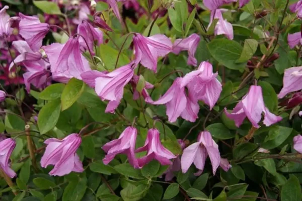 Clematita integrifolia 'Hercher' - Ghiveci 3L - imagine 4