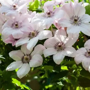 Clematita 'John Paul II' - Ghiveci 3L