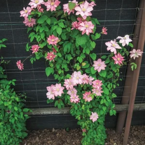 Clematita 'Little Mermaid' - Ghiveci 3L