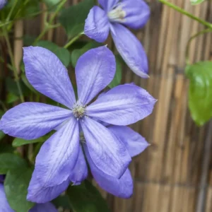 Clematita Mrs Cholmondeley - Ghiveci 3L