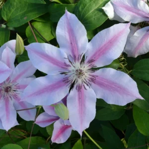 Clematis Nelly Moser 65-75cm - Ghiveci 3L