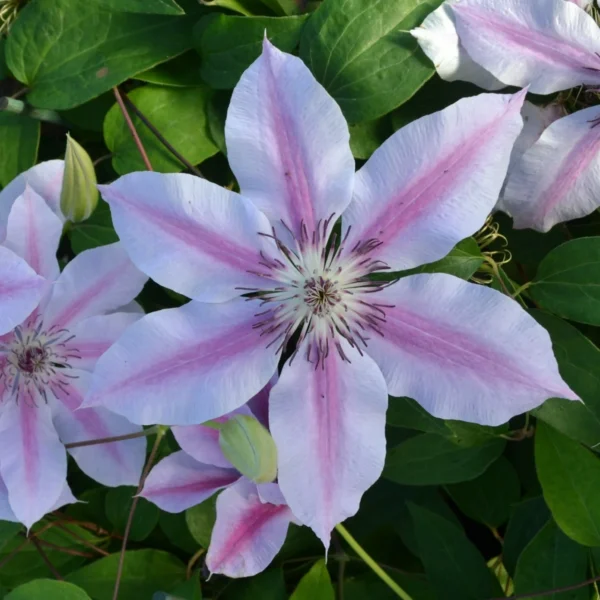 Clematis Nelly Moser 65-75cm - Ghiveci 3L