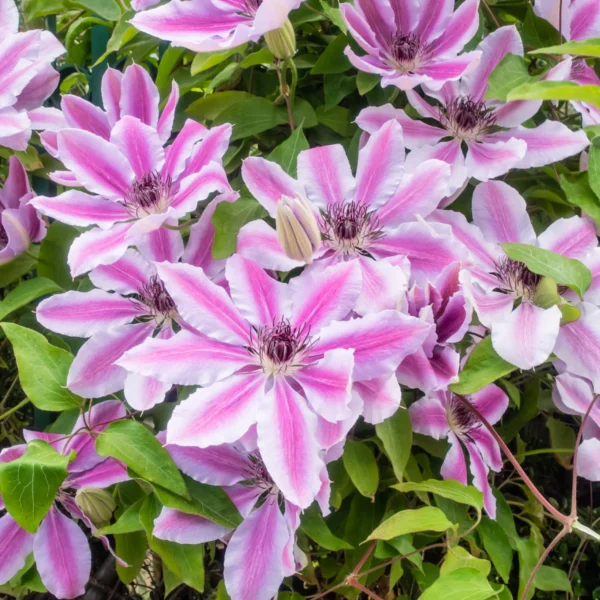 Clematis Nelly Moser 65-75cm - Ghiveci 3L - imagine 2