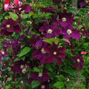 Clematită 'Warszawska Nike' ghiveci 0,7L
