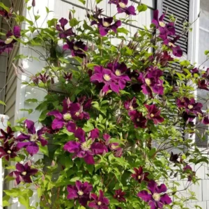 Clematita 'Warszawska Nike'  ghiveci 3L