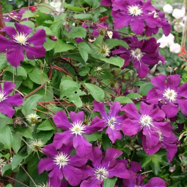 Clematită 'Warszawska Nike' ghiveci 0,7L - imagine 3